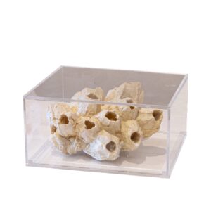 Escultura Coral na Caixa de Acrílico